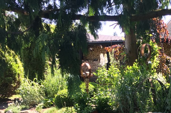 Et kik ind i bedet🤗🌾🧤…  buksbom - knapblomst/røllike - hvidstribede græs.